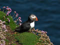 Assynt - Puffin