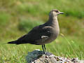 Assynt - Arctic Skua