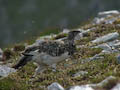 Assynt - Ptarmigan