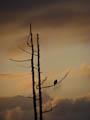 Torridon - Evening Buzzard