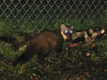 Torridon - Pine Marten