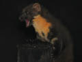 Torridon - Pine Marten