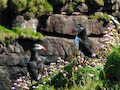 Assynt - Puffins