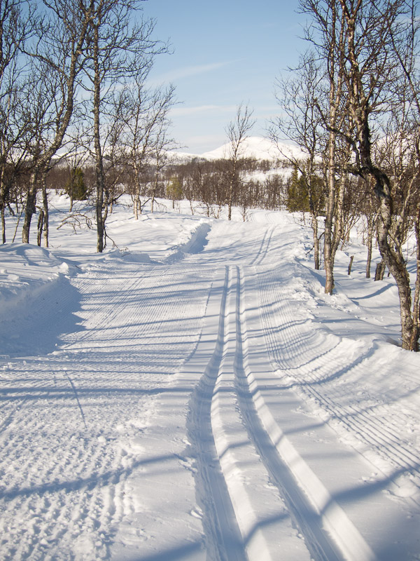  Espedalen - Ski tracks through the trees