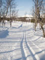  Espedalen - Ski tracks through the trees
