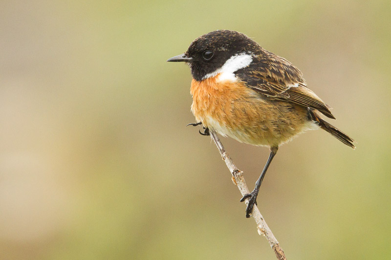 Orkney - Stonechat
