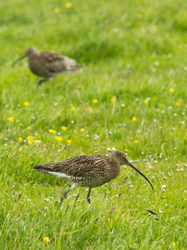 Orkney - Curlew