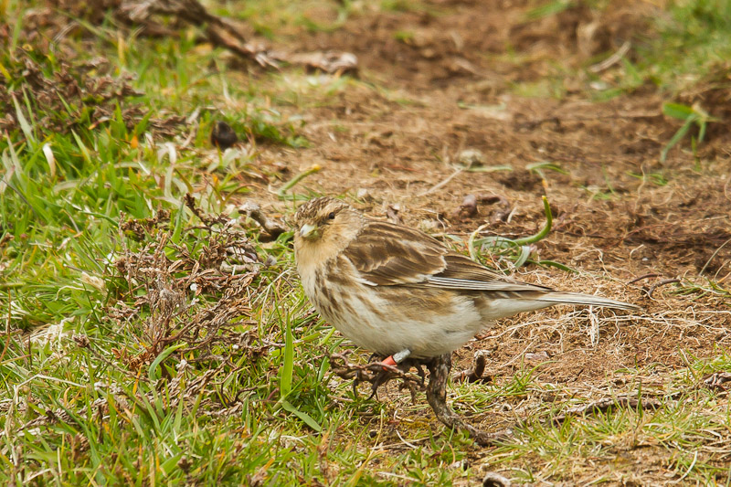  Fair Isle - Twite
