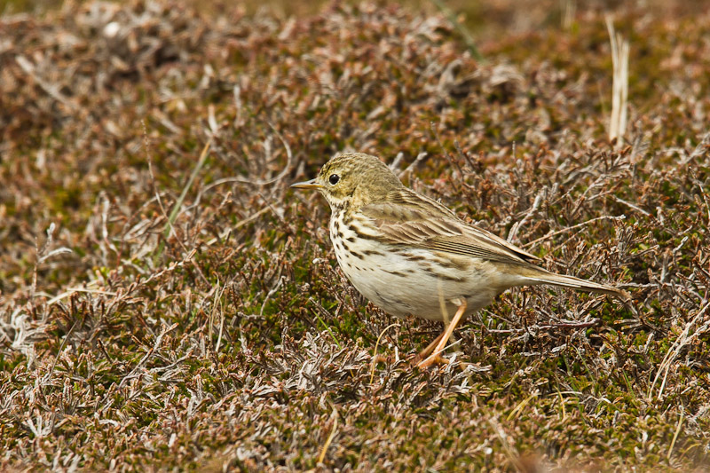  Fair Isle - Meadow Pipit