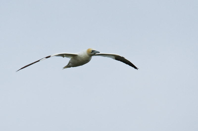  Fair Isle - Gannet