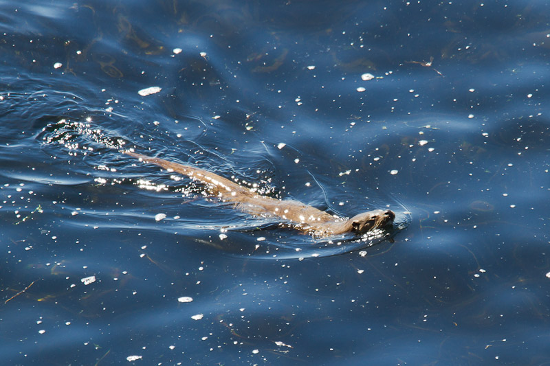  Fetlar - Otter (at Last)