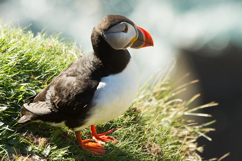  Mainland - Sumburgh Puffin