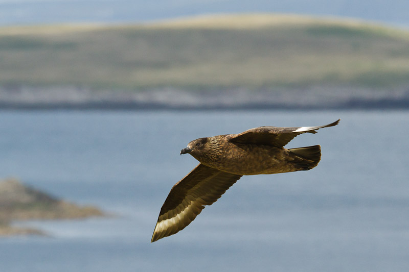  Mainland - Soaring Bonxie