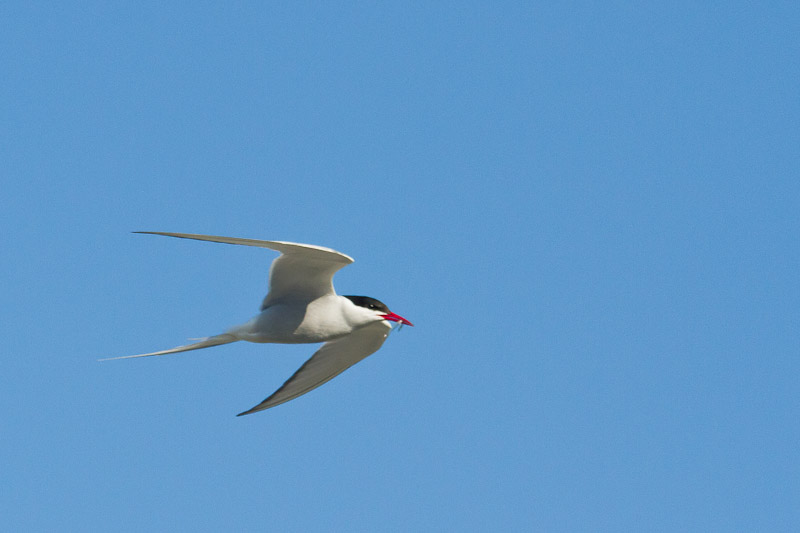  Mainland - Arctic Tern