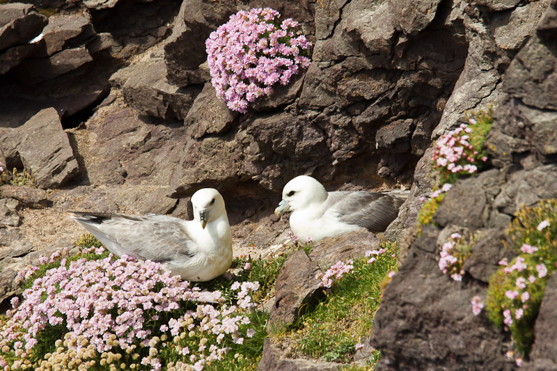  Mainland - Fulmars