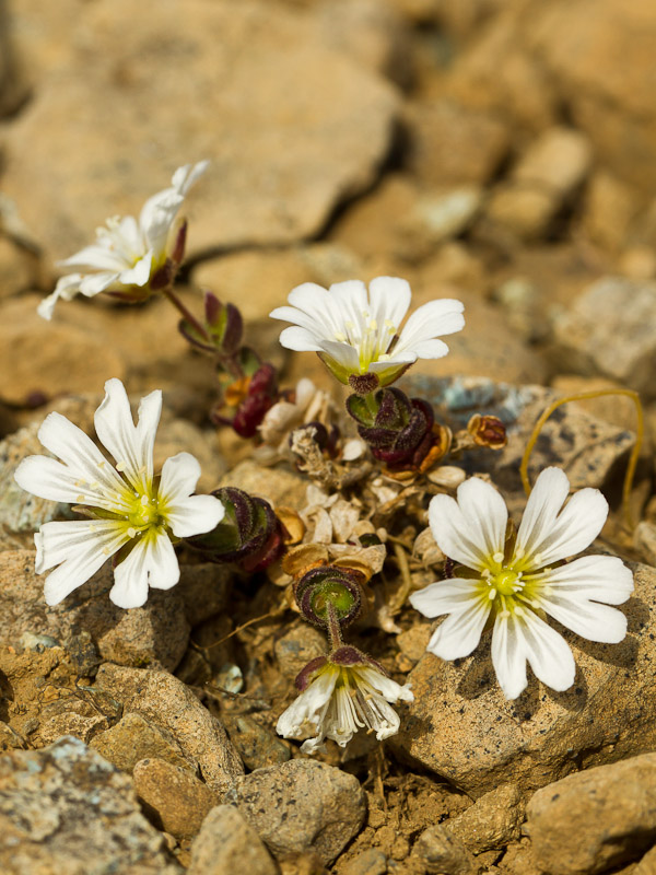  Unst - Shetland Mouse-eared Chickweed