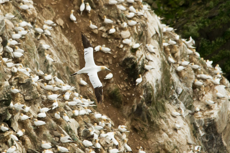  Unst - Gannet over colony