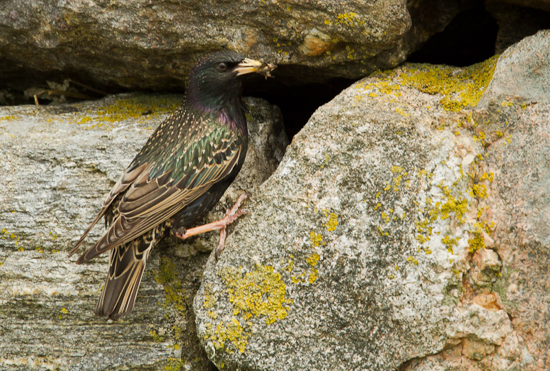  Yell - Starling nesting in wall