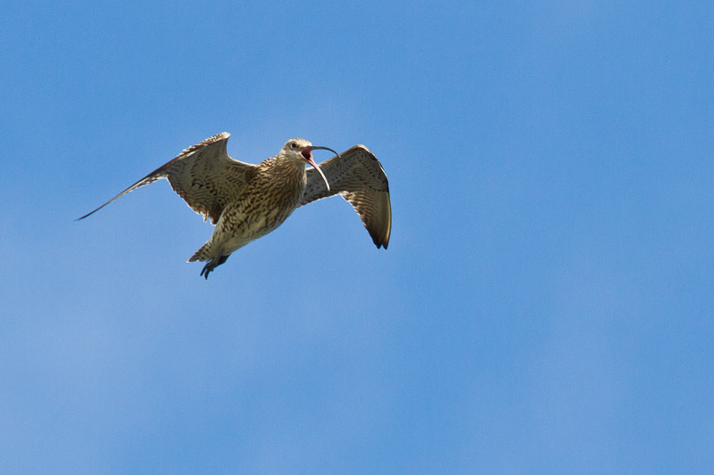  Yell - Curlew