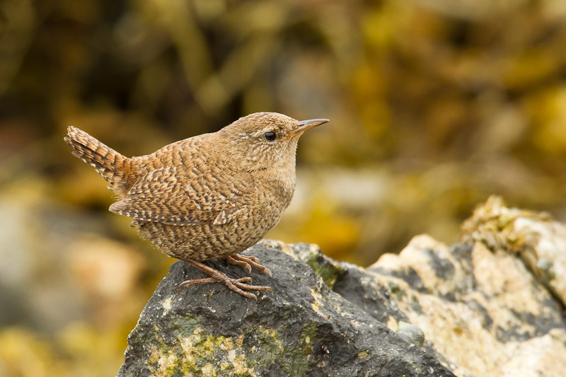  Yell - Shetland Wren
