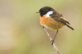 Orkney - Stonechat
