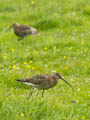 Orkney - Curlew