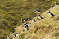  Fair Isle - Puffin Gathering