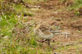  Fair Isle - Twite