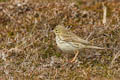  Fair Isle - Meadow Pipit