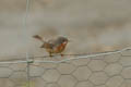  FairIsle - Sub-alpine Warbler