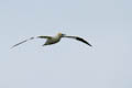  Fair Isle - Gannet