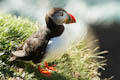  Mainland - Sumburgh Puffin