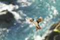  Mainland - Puffin In-flight