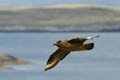  Mainland - Soaring Bonxie