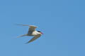  Mainland - Arctic Tern