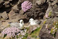  Mainland - Fulmars