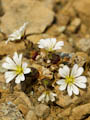  Unst - Shetland Mouse-eared Chickweed