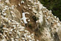  Unst - Gannet over colony