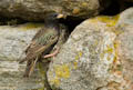  Yell - Starling nesting in wall