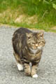 Yell - Puss Cat