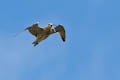  Yell - Curlew