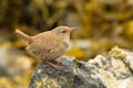  Yell - Shetland Wren