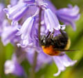  Yell - Shetland Bumblebee