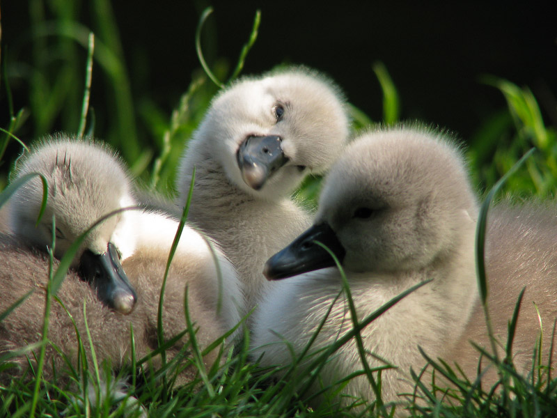 Cygnets