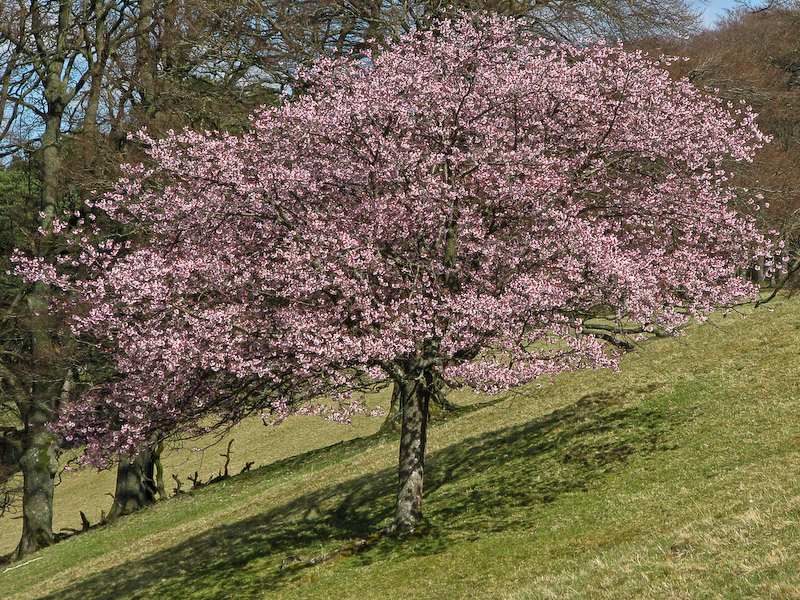 Dawyck - Cherry Blossom
