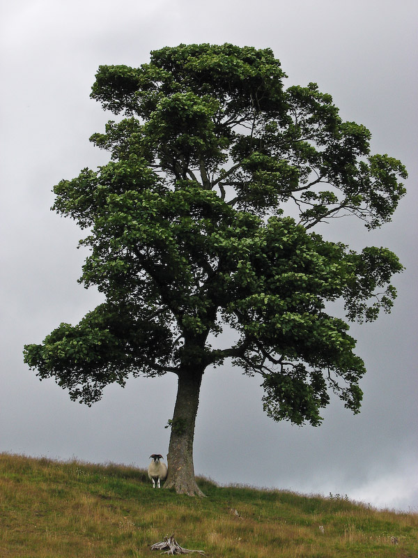 Pentlands - Tree in Summer