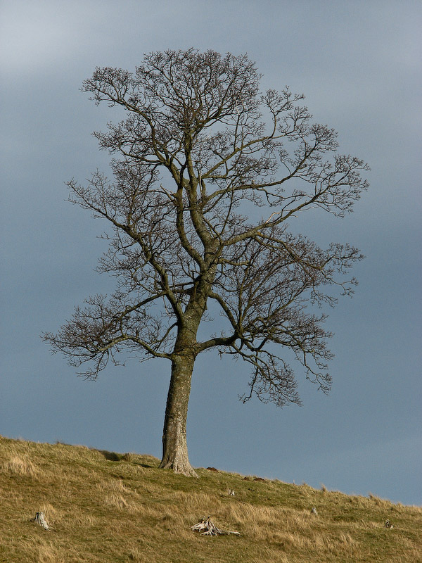 Pentlands - Tree in Winter