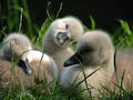 Cygnets