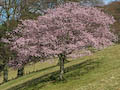 Dawyck - Cherry Blossom
