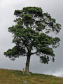 Pentlands - Tree in Summer